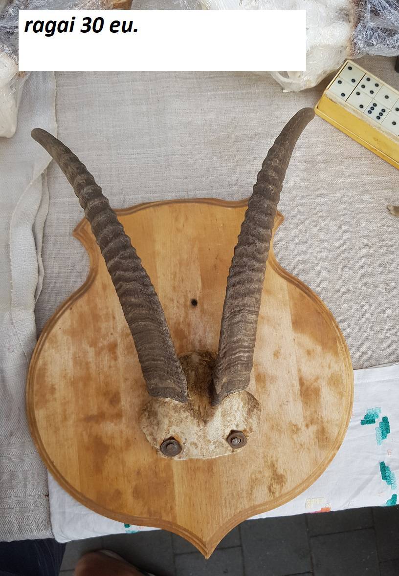 Ožio ragai -30 | 25778245